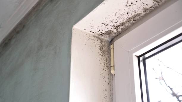 Attic Mold Removal in Kirkland, IL