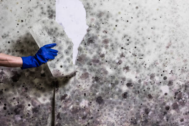 Crawl Space Mold Removal in Kirkland, IL